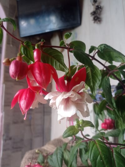 The image depicts a close-up of Fuchsia flowers with red and white petals, hanging from a vine. The flowers are in various stages of bloom, with some fully open and others in bud form. The leaves are a deep green and glossy. The background is out of focus, showing a television screen, a wall, and a textured surface that might be furniture. The lighting suggests an indoor setting, possibly near a window. The overall scene is one of natural beauty, with the vibrant colors of the flowers contrasting with the muted tones of the background. There are no people or animals present in the image. The context of Дукорскі сельскі Савет, Belarus, is not discernible from the visual information provided.