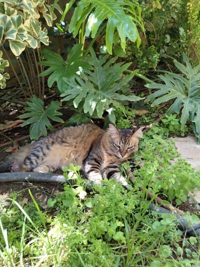 A brown tabby cat lies in a lush garden in Beer Yaaqov, Israel. The cat is surrounded by large, green, leafy plants and smaller, herbaceous vegetation. A black pipe runs parallel to the cat's body. The cat appears relaxed and is nestled among the foliage. The overall scene suggests a tranquil, outdoor setting.