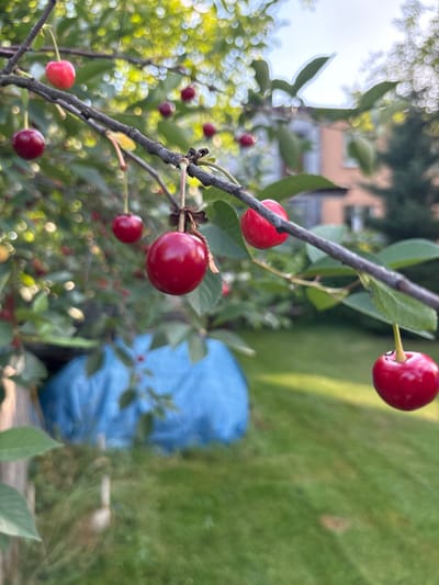This media file is a close-up, shallow depth of field photograph of a cherry tree branch laden with ripe, red cherries. The focus is on a few individual cherries and the dark, textured branch, with the background softly blurred. In the foreground, several cherries are visible, some singly and others in pairs, attached by thin stems. One prominent cherry at the top right of the frame is brightly lit, showcasing its glossy surface.

The setting appears to be outdoors, likely a garden or orchard, given the presence of the cherry tree and lush green grass in the blurred background. A large, crumpled blue object, possibly a tarp or cover, is also visible in the middle ground, adding a splash of color to the scene. The overall lighting suggests it is daytime, with soft natural light illuminating the cherries. The bokeh effect from the blurred background creates a dreamy, almost artistic quality to the image, emphasizing the fruit.

No people are visible in the media file. The activity is passive, capturing the natural state of cherries on a tree. Notable details include the vivid red of the cherries, the detail on the branch, and the soft, dappled light filtering through the leaves. The location context provided is Ćwiklice, Poland, which implies a temperate climate suitable for cherry cultivation. There is no visible text in the image.