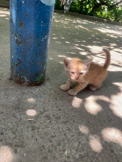 This is an outdoor, high-angle, eye-level, medium shot of a light orange kitten on a concrete surface. The kitten is looking up at the camera with large, light brown eyes. Its ears are pointed upwards, and its whiskers are prominent. The kitten is a little bit scared or confused. The concrete ground is dappled with sunlight and shadow, suggesting a sunny day. There is a partially visible rusty blue pipe in the foreground, with some chipped paint. In the background, out of focus, are green leaves of a tree. The scene appears to be in an urban or suburban outdoor space. The time of day is likely late morning or afternoon, given the shadows. There is no visible text in the image.