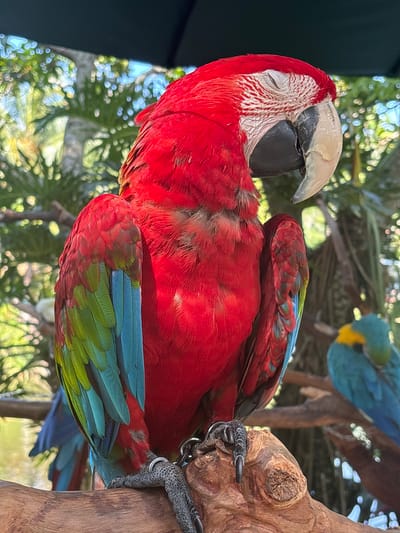A close-up shot captures a vibrant red macaw with its eyes closed, perched on a rough wooden branch. The bird's vivid red feathers are prominent, transitioning to green and blue on its wings. Its large, curved beak is a pale ivory color, contrasting with its dark eyes and skin. The background is a blur of lush green foliage and dappled sunlight, suggesting an outdoor, natural setting. In the lower right corner, a second macaw, predominantly blue and yellow, is also visible, with its head bowed as if resting. The image is an outdoor, medium shot. The location is not specified in the image.
