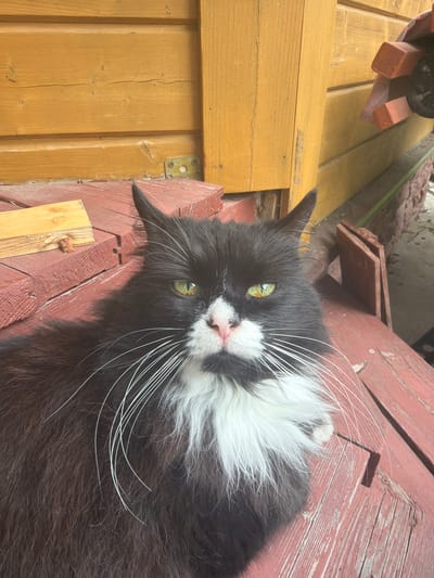 A close-up, eye-level shot captures a black and white long-haired cat with striking green eyes resting on a weathered, red wooden deck. The cat's face is the primary focus, with its white chest fur fanning out around its chin and long white whiskers prominently displayed. Behind the cat, a yellow wooden wall of a building is visible, with horizontal planks and a vertical support beam. Some wooden debris is scattered on the deck to the left of the cat. The scene appears to be outdoors, possibly in a yard or on a porch. The location is identified as Orekhovo, Russia, suggesting a residential or semi-rural setting.