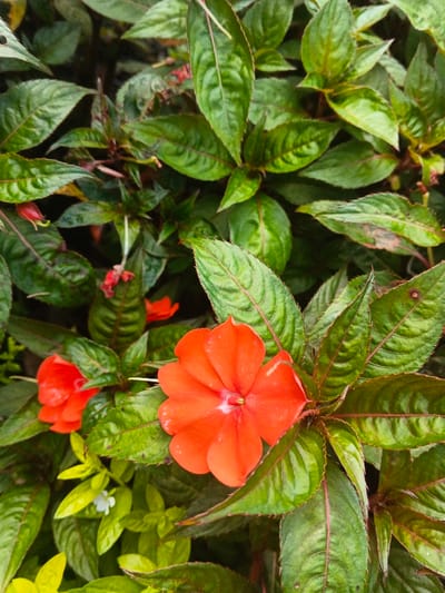 The image displays a close-up view of a flowering plant, primarily showcasing its foliage and blooms. The scene is dominated by a dense arrangement of vibrant green leaves, which are ovate, exhibit serrated edges, and display visible vein patterns. Prominently featured is an open orange-red flower, located slightly to the right of the image's center, characterized by five distinct petals and a pale, almost white, central pistil or stigma. A second, partially obscured orange-red flower is visible towards the lower left. Several smaller, reddish buds or nascent flowers are also present among the green leaves. The overall environment suggests a lush, vegetated setting. The location is identified as Thành phố Kon Tum, Vietnam.