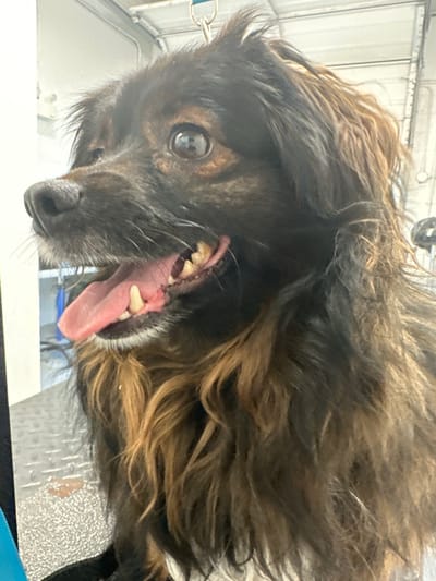 An extreme close-up, vertical shot captures the head of a medium-sized dog in what appears to be an indoor professional setting, likely a grooming salon or veterinary clinic in Pitt Meadows, Canada. The dog, predominantly dark brown with warm tan or brindle highlights in its long, shaggy fur, is positioned with its head tilted, looking directly towards the camera.

The dog's left eye is prominently featured, appearing wide and engaged. Its mouth is agape, revealing an upper set of yellowish teeth, pink gums, and a long, pink tongue extended downwards. This expression suggests either panting from exertion or excitement, or perhaps a moment of playful interaction or surprise during a procedure.

In the background, hints of industrial-style ceiling structures and lighting are visible at the top, consistent with a commercial building. A metallic clip or hook is partially seen in the upper left, possibly part of a grooming restraint or leash. To the right of the dog's head, a textured, reflective silver or gray surface is present, potentially a grooming table or piece of equipment. The overall lighting is bright and even, illuminating the dog's features clearly. There is no visible text in the image.