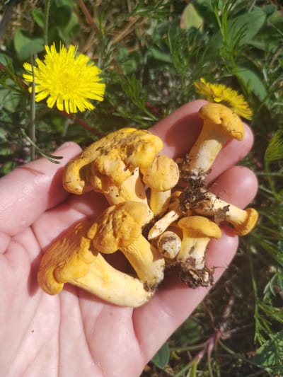 A hand holds a cluster of freshly picked golden chanterelle mushrooms in a natural outdoor environment. The mushrooms are a vibrant yellow-orange, with distinctive wavy caps and stem structures. Some of the mushrooms still have soil and rootlets attached to their bases, indicating they were recently dug from the ground. The hand is that of a light-skinned individual, and the fingernails are visible. In the background, out of focus, are green leafy plants and two yellow flowers, likely dandelions, suggesting a meadow or woodland setting. The lighting indicates it is daytime, with sunlight casting shadows. The image appears to be taken in a rural area, possibly the Парэцкі сельскі Савет in Belarus, given the mention of the location.