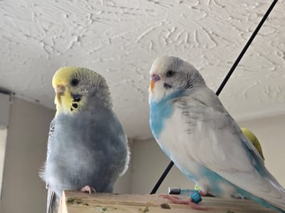 Two budgerigars are perched on a wooden beam. The budgerigar on the left is predominantly gray with a yellow head and black markings on its throat. The budgerigar on the right is white with blue markings and a pale yellow crest. Both birds have pink feet and beaks. The budgerigar on the right has a blue band with white numbering on its leg. The background consists of a textured white ceiling and a partially visible black rod. The lighting suggests an indoor setting during the daytime. There is no visible text in the image. The location is Alpharetta, United States of America.