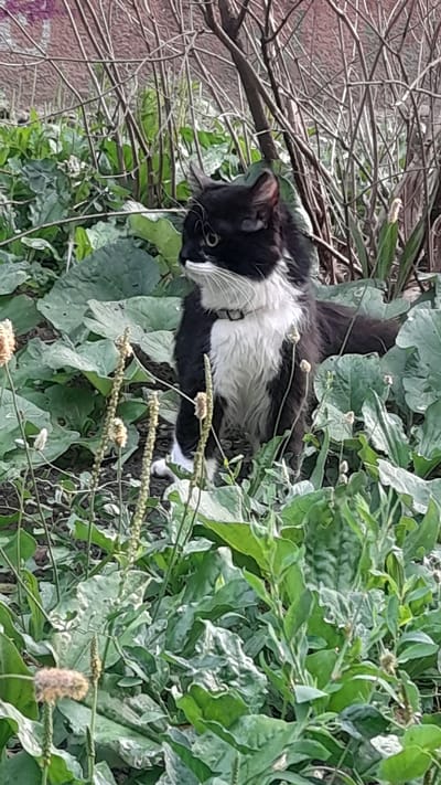A black and white cat is lying in thick green foliage. The cat is oriented vertically, with its head facing towards the left of the frame. It has black fur on its head, back, and tail, with white fur on its chest and belly. The cat's eyes are open and it appears to be alert. The foliage surrounding the cat consists of large, broad green leaves and some thinner, spiky plants with seed heads. In the background, there are bare branches of a tree, and a textured, reddish-brown surface that could be a wall or fence. The scene suggests an outdoor setting, likely a garden or overgrown natural area. The lighting is bright, indicating daytime. There is no visible text.