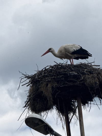 An adult white stork stands in its large nest constructed of twigs and branches, situated atop a metal pole that is part of a street lamp apparatus. The stork's plumage is predominantly white with black wing feathers, and it has a red beak and red legs. The nest is mounted on what appears to be a pole or mast, with metal supports visible beneath it. A part of the street lamp fixture, including its shade, is visible at the bottom of the frame. The background consists of an overcast sky with scattered clouds. The scene is located in Rusokastro, Bulgaria.