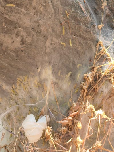 This media file displays a close-up view of a large quantity of small, yellowish caterpillars within a silken web. The caterpillars are clustered together on a textured, rocky surface, with some individuals scattered throughout the web. Dried plant material, including stalks and leaves, is also visible, woven into the webbing. In the lower left corner, a white, crumpled object, possibly a piece of paper or fabric, is entangled in the web. The scene is illuminated by bright light, suggesting it is daytime, and the overall impression is one of a natural, outdoor setting. No people are visible, and no text is present in the image. The presence of the silken web and numerous caterpillars suggests a moth or butterfly infestation in its larval stage. The location context is Alchevsk, Ukraine.