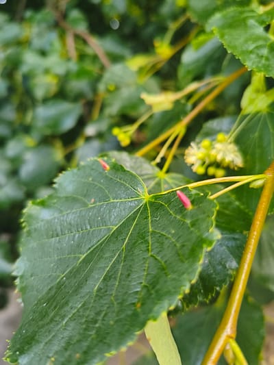 A close-up, slightly out-of-focus shot captures the detail of a green leaf with prominent veins. Two small, pink, bud-like structures are attached to the leaf's surface. In the background, blurred green foliage and thin branches are visible, with small clusters of yellow buds and delicate white flowers. The overall impression is of a natural, outdoor environment, likely a garden or park in Tukums, Latvia, focusing on the intricate details of plant life during its blooming season.