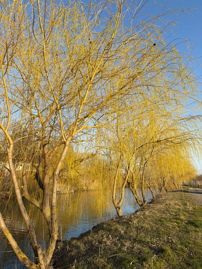 The image displays a waterside landscape in the city of Utash, Russia. A calm, narrow body of water, consistent with a canal or slow-moving river, extends across the mid-ground, reflecting the clear blue sky and surrounding vegetation. A linear arrangement of approximately seven deciduous trees, identified as weeping willows (Salix species), stands along the immediate bank on the right. These trees exhibit numerous slender, drooping branches with a prominent yellowish-golden hue, indicative of early spring foliage or bark color. Small, dark, spherical objects, possibly galls or old catkins, are visible on some branches. The bank bordering the water on the right is covered with sparse green and brown grass, leading to a visible dirt or gravel path running parallel to the water's edge. On the far bank, dense, dry, reed-like vegetation is present, with indistinct white structures discernible in the distant background on the left. The upper portion of the frame is dominated by a clear, bright blue sky. The scene is illuminated by natural sunlight, casting a warm, golden light on the trees, suggesting either early morning or late afternoon. No individuals or active subjects are depicted.