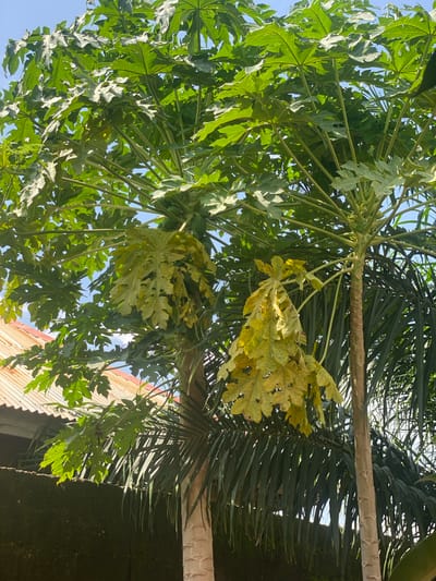 The image shows a close-up view of a papaya tree with green and yellow leaves, some of which appear to be wilting. Several green papayas are visible on the tree, clustered near the top. In the background, a corrugated metal roof of a building and a moss-covered wall are discernible. A palm tree's fronds are also present, overlapping with the papaya tree. The sky is clear and blue. The scene suggests an outdoor setting, possibly in a residential area, in Daniel, Nigeria.