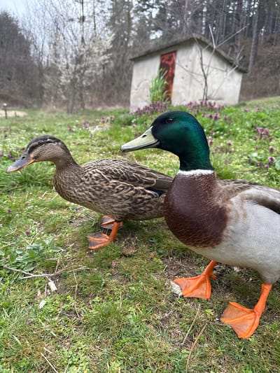 The image shows two ducks on a patch of grass, likely a mallard pair. The male has a green head, brown chest, and gray body, while the female has mottled brown plumage. They are standing on green grass mixed with some purple flowers. In the background, there is a small shed and trees. There is no indication of this being located in Gorno Izvorovo, Bulgaria.