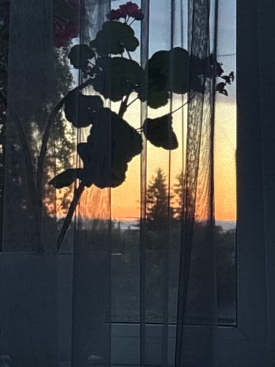 The image shows a silhouetted geranium plant against a sunset visible through a sheer curtain. The geranium is in the foreground, with its dark leaves and some pink flowers casting a shadow. The sheer curtain is draped vertically, creating a textured effect. Behind the curtain, the sunset paints the sky in hues of orange and yellow. In the middle ground, silhouetted trees, including what appears to be a fir tree, are visible. The background shows a distant landscape, possibly a body of water, with a faint horizon line. The overall lighting suggests it is dusk. There are no people or discernible structures that would indicate a specific location in the city of Alexeyevskoye, Russia.