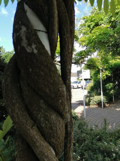 This is a close-up, eye-level, outdoor, daylight, medium shot of a thick, twisted vine wrapped around a white pole. The vine is in focus in the foreground and is dark brown and textured with lichen. In the background, out of focus, is a paved area with a brick pattern, several parked cars including a white hatchback and a dark sedan, and lush green foliage from trees and bushes. There are also two white poles visible in the background supporting some kind of structure, possibly for climbing plants. The sky above is blue with some white clouds. The scene appears to be in a garden or park area. It is difficult to determine the exact location within Grünwald, Germany from the image alone.
