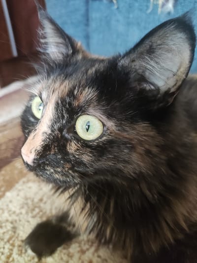 A close-up, eye-level, profile shot shows a tortoiseshell cat looking to the left. The cat has large, light green eyes and a pink nose. Its fur is a mix of black, brown, and orange. The background is out of focus, but appears to be indoors with furniture. There is no indication of the location being in Vatra, Moldova.