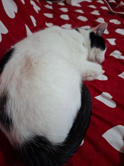 A black and white cat is curled up sleeping on a red blanket with white heart patterns. The cat's fur is mostly white with black markings on its head and tail. The blanket is spread out on a surface, possibly a bed, and appears to be made of a soft fabric. There are no people or other animals visible in the image. The scene is indoors and appears to be in a home environment. The location is not specified in the image or its description.