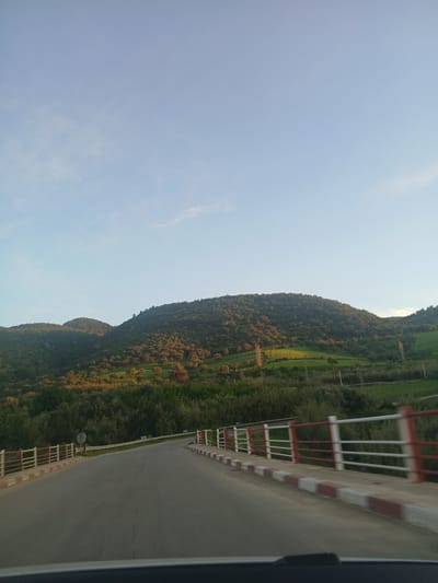 The image depicts a rural mountainous landscape in Moulay Idriss Zerhoun, Morocco, viewed from a vehicle. A paved asphalt road occupies the lower portion of the frame, curving slightly to the left and receding into the midground. The road features red and white striped curbs and is flanked by a red and white horizontal bar guardrail system on both sides, suggesting a bridge or elevated section. On the left, a circular road sign is partially obscured by the guardrail, while on the right, blue and white chevron signs indicate a curve.
The background consists of rolling hills covered in dense green and olive-toned vegetation, including numerous trees, some illuminated by sunlight, suggesting olive groves. Patches of bright green fields are visible in the valleys between the hills, with some individual trees and faint vertical elements resembling utility infrastructure. A prominent palm tree stands on a hillside to the right of the central valley. The sky, occupying the upper half of the image, is clear light blue with minimal high-altitude wispy clouds. No individuals, animals, or other vehicles are visible within the depicted scene. The lighting indicates either early morning or late afternoon, with warm light highlighting parts of the landscape. The bottom edge of the image shows a dark, curved line, consistent with the dashboard of a vehicle from which the photograph was taken.