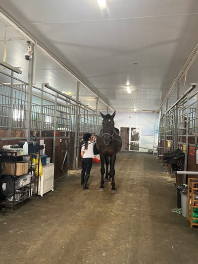 The image depicts an indoor horse stable, likely located in or near Kurtsevo (Kovriginskii S/S), Russia. The stable is a long, covered walkway with horse stalls on either side. The floor is a dirt or concrete surface, with scattered hay. Overhead, fluorescent lighting illuminates the space. On the left side of the walkway, there are shelves filled with various items, including bottles and boxes. On the right side, more stalls are visible, some with horses inside.

In the center of the image, a dark-colored horse stands facing the viewer, wearing a halter and bridle. A young person, dressed in riding attire including a helmet, white shirt, dark pants, and black boots, stands beside the horse, facing away from the camera and appearing to be grooming or attending to the horse. Another person's legs and boots are visible further down the walkway on the right, also in riding attire.

Several security cameras are mounted on the ceiling and walls, suggesting a focus on surveillance within the stable. The overall environment appears functional and utilitarian, typical of an equestrian facility. The background shows the interior of the stable structure, with the metal bars of the stalls and the ceiling. A large mural or painted scene depicting a winter landscape is visible on the far wall.