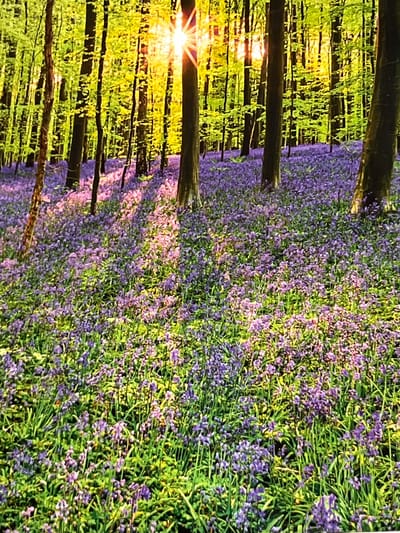 This is a photograph of a forest floor carpeted with blooming bluebells. The trees, mostly bare of lower branches, stand tall, with their upper leaves catching the golden sunlight. Sunbeams pierce through the canopy, creating dappled light and shadow patterns across the blue and green expanse of flowers and foliage. The scene depicts a natural woodland environment, characteristic of the spring blooming season. There are no people or animals visible in the image. The location is not specified within the image itself, but the question implies it is within the city of Burg, Germany.