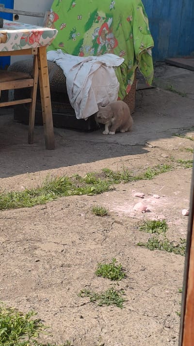An outdoor scene in Belovo, Russia, depicts a light brown cat sitting on a concrete surface near a wooden table covered with a floral tablecloth. Behind the table, a patterned green blanket is draped over an unseen object. The ground is a mix of concrete and patches of grass, with some scattered small pink objects visible in the foreground. The overall impression is a rustic, possibly rural, setting within the city.