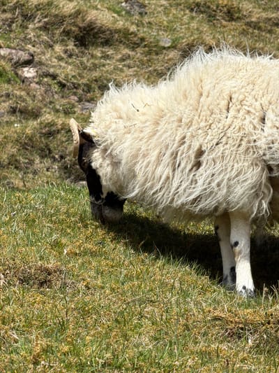 A sheep grazes in a grassy field. The sheep has a thick, white fleece covering its body, while its head is black and white. Its horns are visible, curving downward. The sheep is positioned on the right side of the image. The field consists of dense green grass mixed with patches of brown. The location is outdoors. Given the context, this could plausibly be near Portree, United Kingdom.
