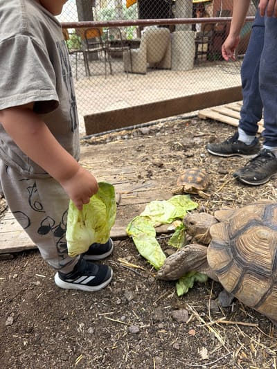 The image shows two tortoises, one significantly larger than the other, with a child feeding them lettuce. The scene is outdoors, in the Gilboa Regional Council, Israel, characterized by dirt and straw ground cover. A child's arm and hand are visible, holding lettuce. Another person's feet and part of their legs are visible, near a fence. The tortoises are eating the lettuce.