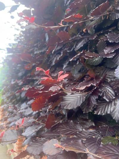 A close-up, low-angle shot captures a dense canopy of dark red and purple leaves belonging to a copper beech tree. The leaves, with their serrated edges and prominent veins, are densely packed, obscuring the background. A few brighter red, new shoots are visible towards the top left, catching the sunlight. The lighting suggests an overcast day with patches of brightness, creating a slightly diffused and atmospheric effect. The image does not contain any people or discernible actions. The location is identified as Bray, Ireland.