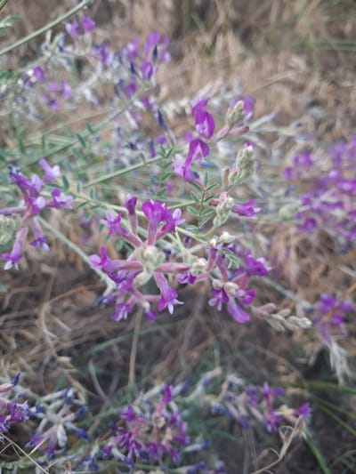 The image captures a close-up view of a patch of wild flowers in bloom. The flowers are predominantly a vibrant purple, with some exhibiting a lighter lavender hue. They grow in clusters on thin, green stems, interspersed with small, delicate green leaves. The background is a blur of dried grasses and earth, suggesting a natural, outdoor setting. The lighting appears soft, hinting at either early morning or late afternoon. There are no people or animals visible, and the scene is static, focused on the botanical subject. The overall impression is one of natural beauty and growth. The location context provided is Shyriaieve, Ukraine. There is no visible text in the image.