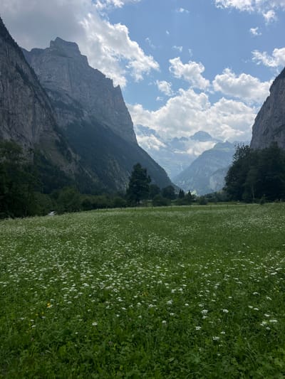 This is a medium-shot, vertical-format photograph taken outdoors in Lauterbrunnen, Switzerland. The scene depicts a lush green meadow in the foreground, dotted with numerous small white wildflowers and some yellow wildflowers. The meadow extends towards the background, where it meets a dense forest. Beyond the forest, towering, rugged mountains with steep, rocky cliffs dominate the left side of the frame. The right side of the frame also shows a mountain face and more trees. In the far distance, additional mountain ranges are visible, some with snow-capped peaks, under a bright blue sky filled with scattered white clouds. The overall impression is a natural, mountainous landscape.