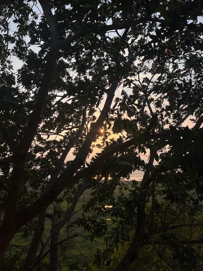 This image, taken near Santa Cruz de Yojoa, Honduras, shows a view looking up through a tree canopy towards the sky. The sky is a pale yellow/orange, suggesting either sunrise or sunset. Sunlight is visibly filtering through some gaps in the leaves and branches. The trees are dark, silhouetted against the brighter sky. In the background, a sliver of a grassy field can be seen. There are no people visible in this image.