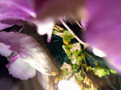 This abstract, close-up photograph captures the intricate details of a floral arrangement, characterized by a shallow depth of field and soft focus. The primary subjects are large, sweeping petals in shades of vibrant purple and lavender, dominating the foreground and background with a painterly blur. One particular petal in the mid-ground is a clearer light lavender, revealing delicate vein patterns and small, light-colored flecks, possibly pollen or dust, across its surface.

Behind these prominent floral elements, clusters of smaller, lighter green flower buds or distinctively shaped leaves emerge, offering a textural contrast. These green elements, while still somewhat soft-focused, provide more defined shapes within the composition. Further in the background, a darker, feathery or fine-leaved green foliage adds depth and a rich, natural backdrop.

The lighting appears diffused, possibly artificial or indoor, creating bright white highlights and reflections on various surfaces, particularly at the bottom and right edges of the frame. There is no specific activity taking place, and no people or visible text are present. The image focuses on the aesthetic qualities of the flowers and foliage, emphasizing their colors, forms, and textures. While the location context of Zvezditsa, Bulgaria, is provided, there are no discernible visual cues within the image itself to confirm this geographical setting. The time of day is indeterminate.