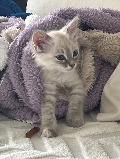 A light gray kitten with blue eyes is nestled in a fluffy purple blanket on a white towel. The kitten is positioned in the center of the image, looking to the right with its ears perked up. A small brown object, possibly a tag or a piece of leather, is visible near the kitten's front paws. The background consists of other blankets in shades of blue and beige, and a white surface that could be a pillow or bedding. The scene appears to be indoors, likely in a domestic setting within the city of Rozino, Bulgaria.