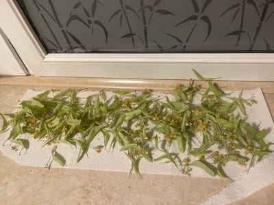 A pile of linden blossoms and leaves are spread out on a white paper towel, which rests on a beige marble countertop. The blossoms are small and yellowish, with delicate stems and green, heart-shaped leaves. Some of the leaves are slightly wilted. Behind the paper towel, a white windowsill is visible, above which is a window with a frosted glass pane featuring a dark bamboo pattern. The scene appears to be indoors, likely in a residential setting. The location is Konstantynów Łódzki, Poland.