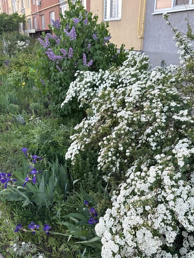 The image shows a garden in Severnyi, Russia, featuring an abundance of blooming shrubs and flowers. A large bush laden with small white flowers dominates the scene, partially obscuring a lilac bush with purple blossoms. Several blue irises are scattered throughout the garden. The garden is situated next to a building.