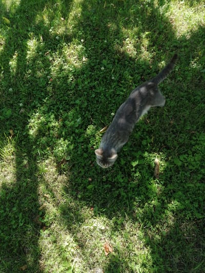 A gray tabby cat is walking on a grassy area dappled with sunlight and shadow. The cat is facing away from the viewer and toward the right side of the image, its body elongated as it moves. Small white flowers and clover are interspersed with the green grass. The image appears to have been taken in an outdoor setting, possibly a yard or park, in Dedoplistskaro, Georgia, on a sunny day.