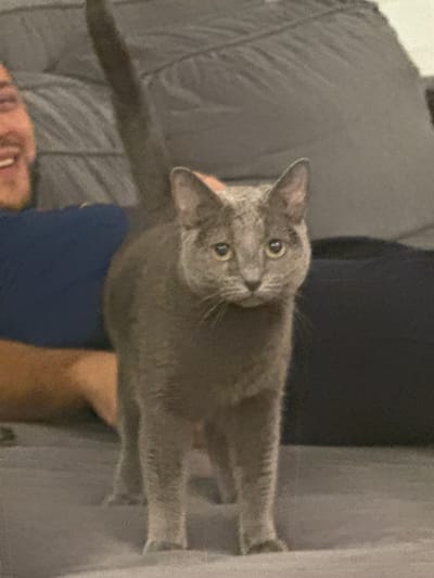 A grey cat is the primary subject of the image, positioned centrally and appearing to look directly at the camera. It is lying or sitting on a bed, with a person's head visible in the bottom left corner. The background includes a grey textured surface, possibly a headboard or wall. The overall environment appears to be indoors, possibly a bedroom. There is no visible evidence to suggest the location is in the city of Молодёжный, Russia.