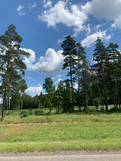 This is a vertical, eye-level shot of a sunny day in a rural area, likely in or around Гацукоўскі сельскі Савет, Belarus. The foreground is dominated by a gray asphalt road, with a strip of mowed green grass bordering it. Beyond the grass is a field of taller, uneven green grass with scattered small white flowers. In the midground, a line of trees stretches across the image, featuring a mix of tall, slender evergreen pines with dark green foliage and deciduous trees with lighter green leaves. Some of the deciduous trees appear to be birch trees, identifiable by their pale bark. Behind the trees, a field of bright green crops, possibly corn, is visible, and further back, more dense forestation forms the horizon. The sky is a vibrant blue, punctuated by fluffy white cumulus clouds. The lighting suggests it is midday. There are no people or animals visible in the frame.