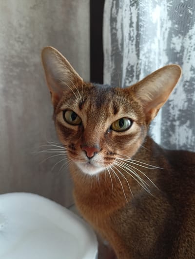 The media file is a close-up, eye-level portrait of an Abyssinian cat. The cat has reddish-brown ticked fur with darker markings on its face and ears. Its large, almond-shaped eyes are green and appear attentive, looking directly at the camera. The cat's prominent ears are erect and pointed, characteristic of the breed. Long, white whiskers fan out from its muzzle, and its nose is a soft pink.
The cat is positioned in what appears to be an indoor setting, with a neutral, textured gray wall behind it to the left and a sheer, white lace curtain to the right. The lighting suggests it might be daytime, possibly near a window, as there is a soft light illuminating the cat's face. In the foreground, to the lower left, a portion of a white object, possibly a sink or bowl, is visible.
The image captures a moment of quiet observation, with the cat appearing calm and perhaps curious. There is no discernible text within the image. The overall impression is a well-lit, intimate portrait of a domestic cat.