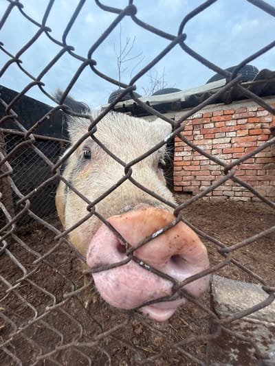 A close-up, eye-level shot in Dolni Tsibar, Bulgaria, depicts a pig peering through a rusty chain-link fence. The pig's pink snout is pressed against the fence wires, partially obscuring it. Its light-colored, bristly hair covers its head and ears, with darker patches visible on its body. Its dark eyes are directed towards the viewer. The ground inside the enclosure is dark, wet soil. In the background, an weathered red brick wall stands to the right, topped by a corrugated roof section with several discarded black tires. To the left, a dark structure is visible. Above the structures, bare tree branches reach towards an overcast sky. A stone or concrete block rests on the muddy ground near the brick wall.