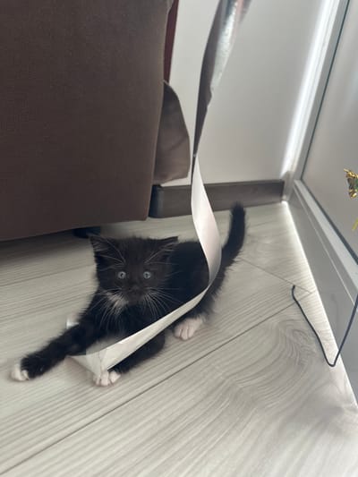 A black and white kitten is on a light-colored wooden floor, entangled in a white ribbon. The kitten is on its belly, with its front paws extended forward, one paw resting on the ribbon. The ribbon wraps around the kitten's body and then extends upward and to the right, out of frame. The kitten has blue eyes and a white chest and whiskers. Behind the kitten and to the left is the side of a brown upholstered piece of furniture, likely a sofa or chair. To the right of the kitten, a sliver of a window or glass door is visible, with a bright light source illuminating the scene from that direction. A thin, dark wire or cord snakes across the floor to the far right. The overall impression is one of a playful domestic scene. The location is not specified in the image.