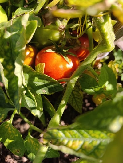 A close-up, overhead shot shows a cluster of ripe, red tomatoes growing on a vine among green leaves. One large tomato is in sharp focus in the center of the frame, its skin glossy and catching the sunlight. Other tomatoes, some appearing slightly less ripe and more orange, are visible behind it and to the left. The plant's stems and leaves, some of which are showing signs of yellowing, are also present, creating a dense, naturalistic background. The scene suggests an outdoor garden setting, likely in Ivanovska, Russia, given the context.