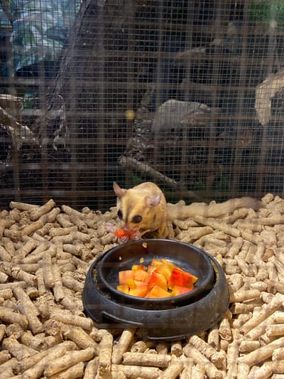 A sugar glider is eating a piece of orange fruit from a black dish placed on a bed of wood pellets inside a cage. The sugar glider is light brown with large dark eyes and a long, bushy tail. The cage has a wire mesh front and is filled with the wood pellets. Behind the sugar glider, the cage interior is visible, showing branches and greenery. The scene is lit by natural light. The image is taken at an eye-level perspective, suggesting it might be from a zoo or animal enclosure in Rengat, Indonesia.