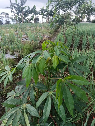 The scene is an agricultural field in Ngọc Tụ, Vietnam, under an overcast sky. A large cassava plant with prominent dark green, palmate leaves dominates the immediate foreground. The midground displays parallel rows of cultivated green onion-like crops, planted in dark soil partially covered by white plastic sheeting, and bisected by a narrow, muddy furrow. A slender tree with sparse foliage stands on the right midground. In the background, a dense cluster of mature banana trees with broad green leaves is visible, extending to more distant foliage and trees beneath a uniformly grey, clouded sky. No individuals, activities, or interactions are present.