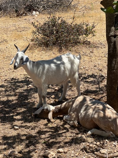 A white goat stands alert in a dry, arid environment, its head turned to the left. It has curved horns and gray markings on its ears. In the foreground, another goat, possibly a different breed with brown and white markings, is lying down, its head resting on the ground. The ground is covered in dry grass, dirt, and scattered rocks, with shadows from a nearby tree dappling the scene. In the background, there is dry brush and debris. The image does not provide any specific location information within the city of Noto, Italy, or any contextual details that would place it there.