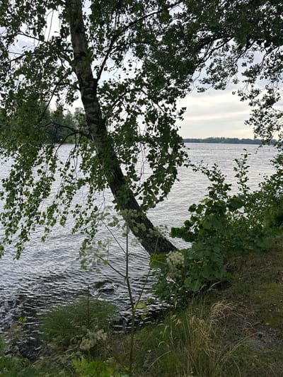 A birch tree with green leaves leans over a body of water. The water is rippling and appears to be a lake or a large river. The shoreline is covered in grass and other vegetation. In the distance, more trees and the sky are visible. The image was taken in Vammala, Finland, near the shore of Lake Rautavesi.