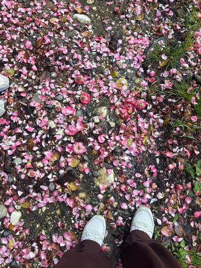 A ground-level view shows a surface covered with pink and white flower petals, small rocks, dead leaves, and some patches of grass. The petals are mostly scattered, creating a textured pattern across the surface. Two white sneakers with light-colored laces are partially visible, suggesting a person standing on the petal-covered ground. Brown fabric, likely pants, is also visible beside the sneakers. The environment appears natural, potentially a path or garden. There is no specific information indicating the city of Tsanbaikwara, Abkhazia. The scene suggests a recent bloom or shedding of flowering plants.