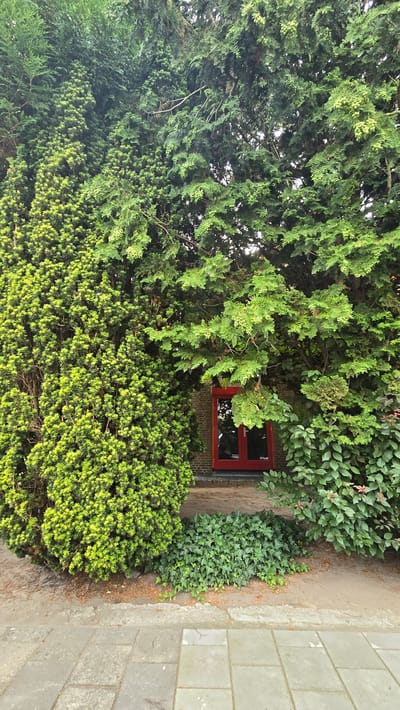 The image depicts a scene in front of a building with a red door, partially obscured by dense green foliage. The foreground shows a paved walkway. The building's exterior appears to be brick. The surrounding vegetation consists of various types of evergreen trees and bushes, with a notable absence of human presence or activity. The natural light suggests it is daytime. The location is identified as Zeddam, Netherlands.