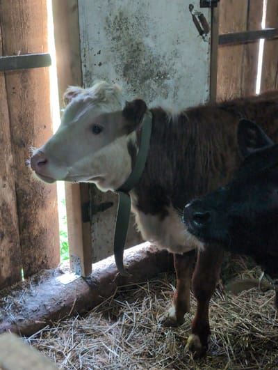 The scene is inside a wooden structure, possibly a barn or shed. Two cows are visible. One cow, with a light-colored head and neck and brown markings on its body, is wearing a green collar. The other cow is black and mostly out of focus above the first cow. Light is streaming through gaps in the wooden structure. The ground is covered with hay. The barn's location is in Люк, Russia.
