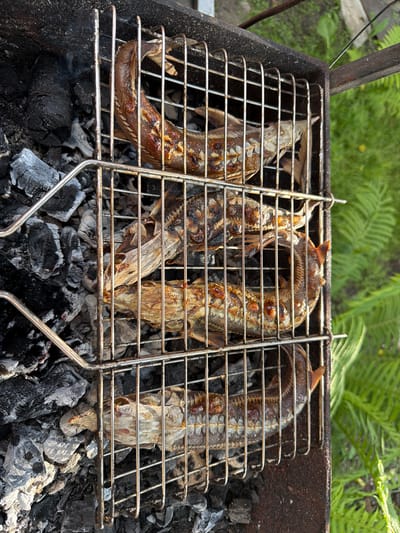 Four whole fish are being grilled over charcoal on a metal grate, outdoors. The fish appear to be sturgeon, with their distinctive scutes visible. They are oriented lengthwise on the grate, with their heads facing towards the left side of the image. Some of the fish are partially obscured by others, and the skin of the fish is a mottled brown and tan color, indicating they are cooking. The charcoal below is glowing in places and covered in ash. Green foliage, likely ferns, is visible in the background on the right side of the image, suggesting a natural or garden setting. The scene is captured from a top-down perspective.